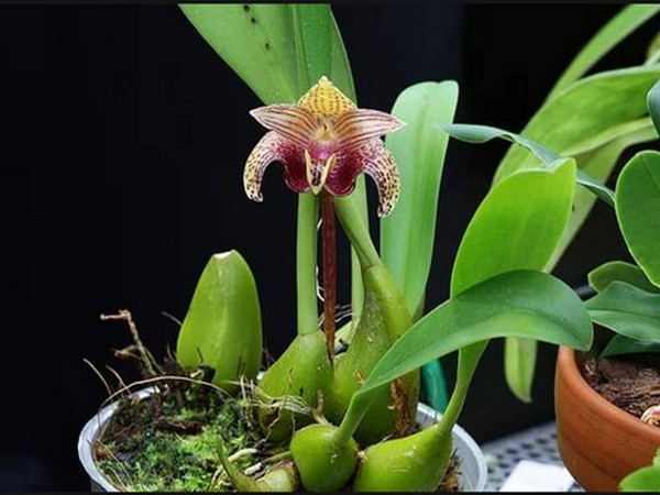 Как ухаживать за орхидеями в домашних условиях в горшке чтобы цвела