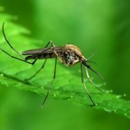 Как избавиться от комаров на дачном участке?