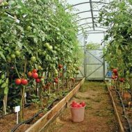 Как правильно подвязывать помидоры в теплице