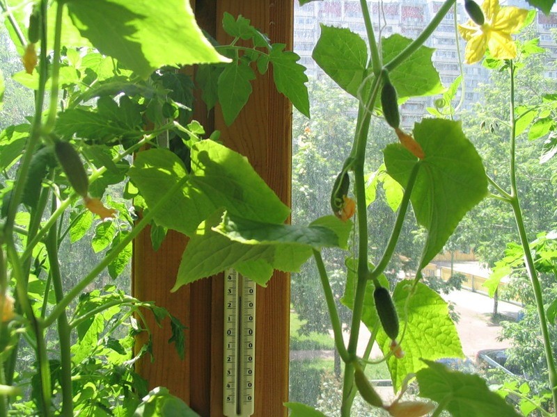 Выращивание огурцов на балконе начиная с рассады поэтапно