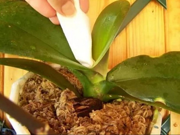 Как ухаживать за орхидеями в домашних условиях в горшке чтобы цвела