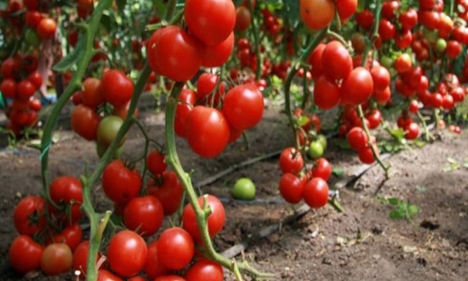Как ухаживать за помидорами, чтобы был хороший урожай в открытом грунте?