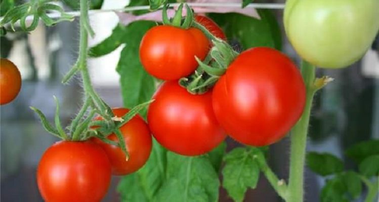 Как увеличить урожай помидоров?