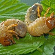 Личинки майского жука: вред или польза