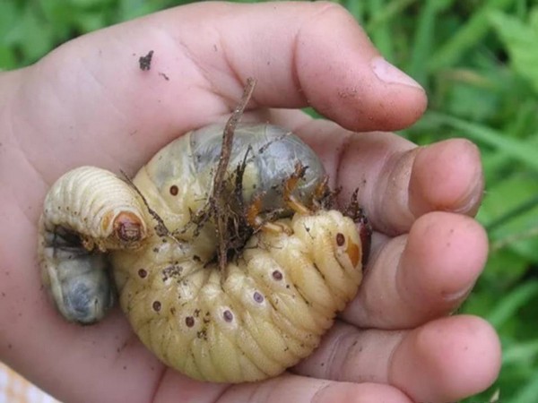 Личинки майского жука вред или польза
