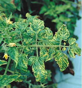 Болезни рассады помидоров фото и их лечение