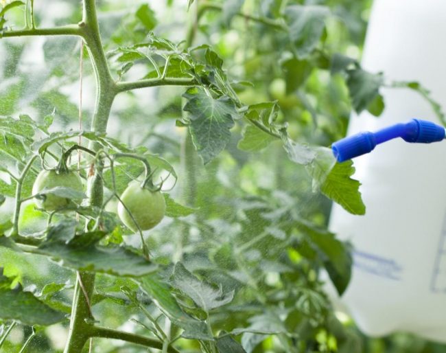 Как развести борную кислоту для опрыскивания томатов