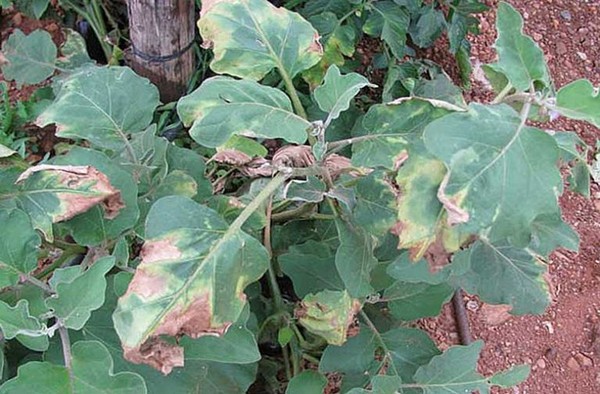 Баклажаны: листья желтеют и вянут. Причины и лечение