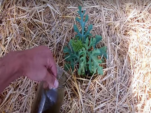 Чем подкормить арбузы и дыни, чтобы росли быстрее