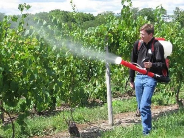 Как ухаживать за виноградом в первый год посадки
