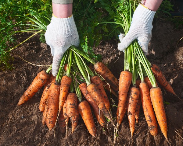 Когда собирать урожай свеклы и моркови