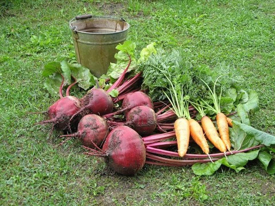 Когда собирать урожай свеклы и моркови