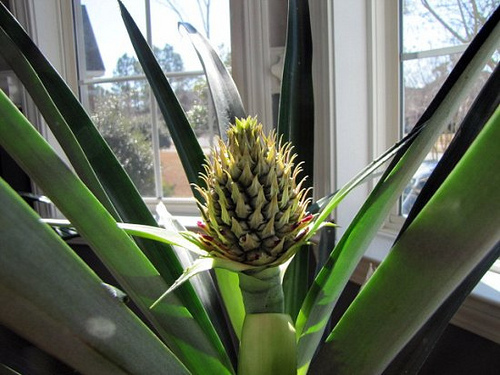 Как вырастить ананас в домашних условиях из верхушки видео 