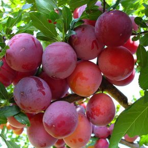 Почему опадают плоды сливы: наиболее частые причины