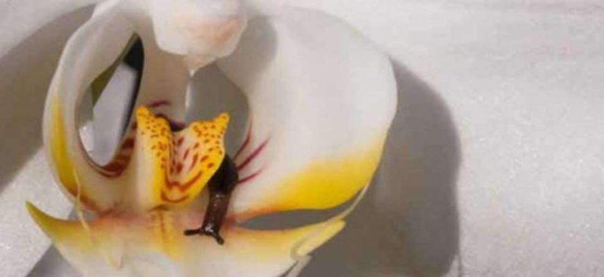 Почему у орхидеи вянут листья?