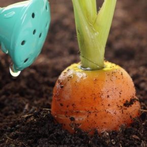 Чем подкармливать морковь для хорошего урожая