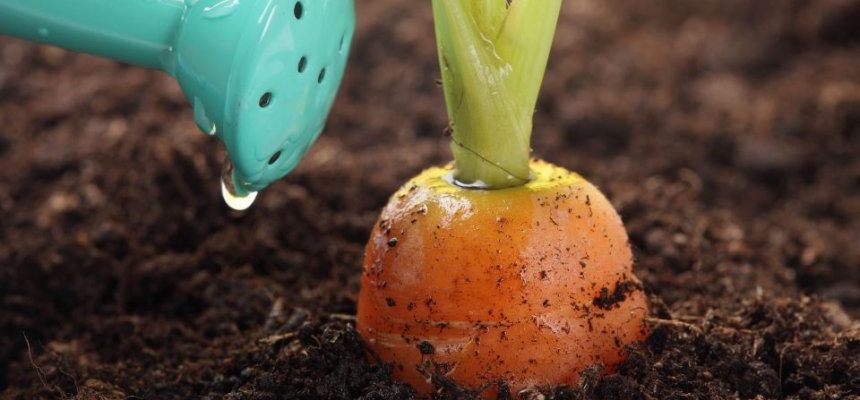 Чем подкармливать морковь для хорошего урожая