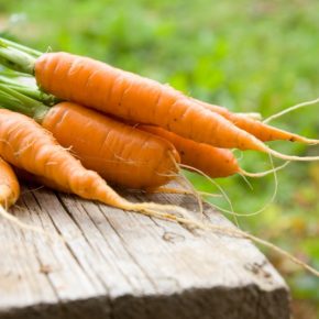 Чем подкормить землю осенью под морковь