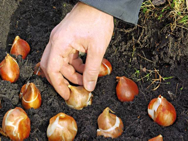 Как хранить луковицы тюльпанов до осени