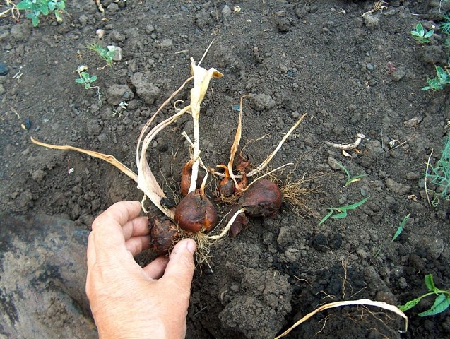 Как хранить луковицы тюльпанов до осени