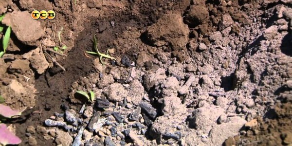 Момордика: выращивание из семян
