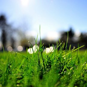 Как сеять газонную траву своими руками летом?
