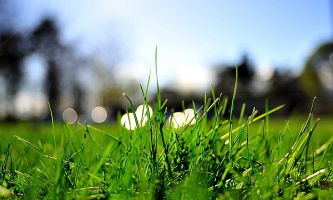 Как сеять газонную траву своими руками летом