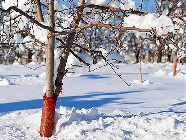 Как подготовить плодовые деревья к зиме