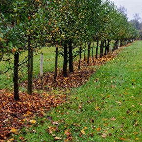 Чем удобрять плодовые деревья осенью