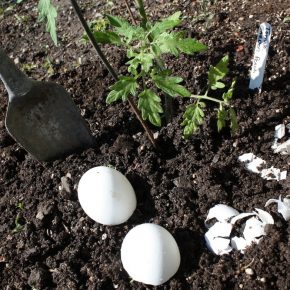 Яичная скорлупа как удобрение для каких растений