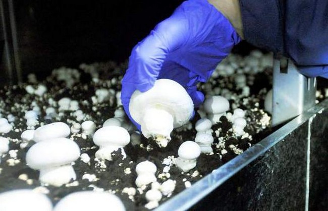 Как вырастить грибы шампиньоны в домашних условиях