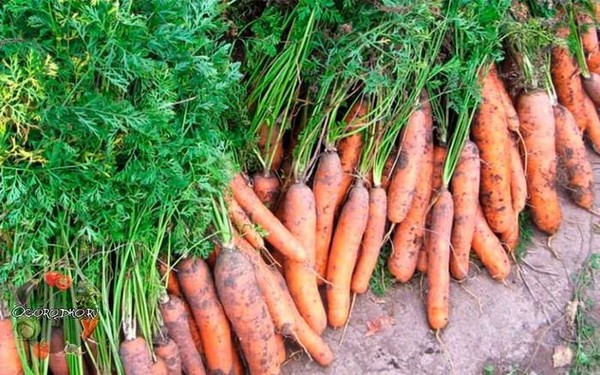 Когда выкапывать морковь?