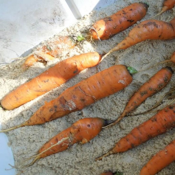 Когда выкапывать морковь?