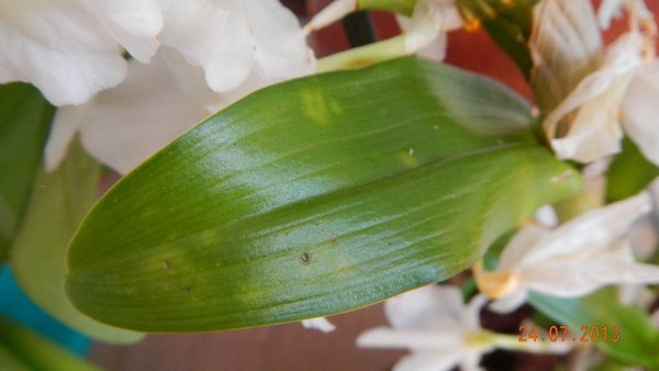 Орхидея дендробиум уход в домашних условиях Орхидея дендробиум уход в домашних условиях