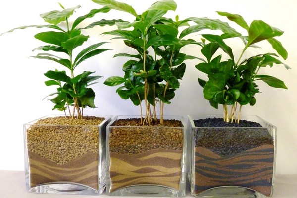 Кофейная гуща, как удобрение: для каких растений?
