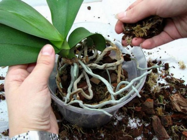 Орхидея: уход в домашних условиях после покупки