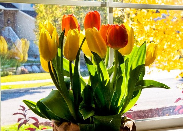 Выгонка тюльпанов в домашних условиях к 8 марта