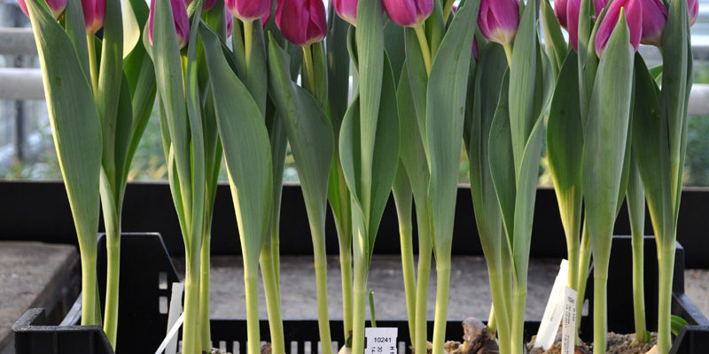 Выгонка тюльпанов в домашних условиях к 8 марта