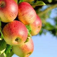 Как подкормить яблони осенью?