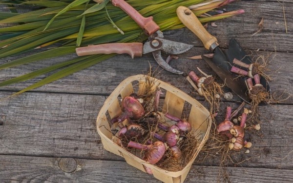 Как сохранить луковицы гладиолусов до весны в домашних условиях