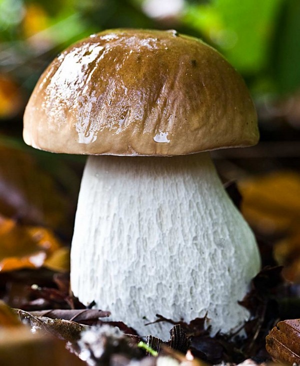 Как сохранить грибы свежими?