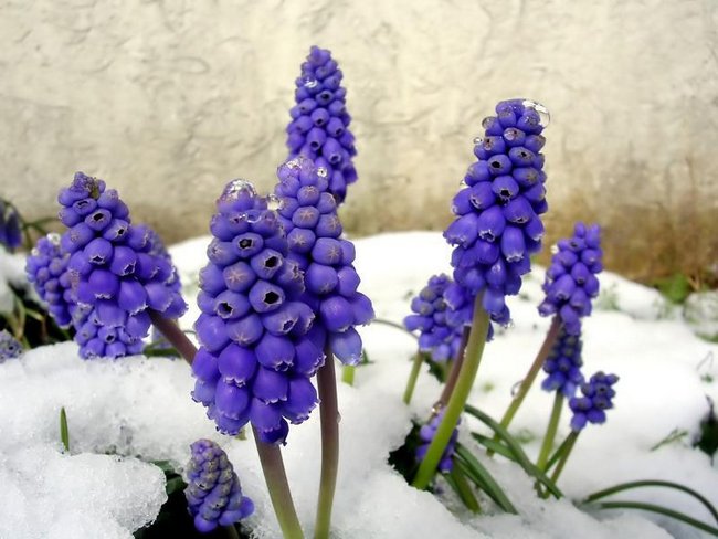 Какие цветы можно сажать под зиму семенами