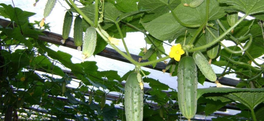 Выращивание огурцов в теплице из поликарбоната