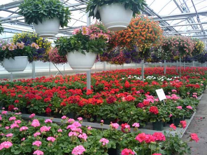 Выращивание цветов в теплице как бизнес
