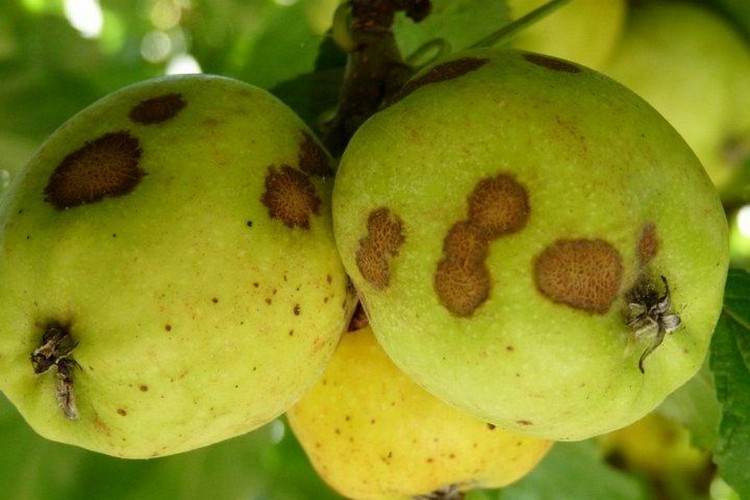 Чем обработать яблони от парши осенью