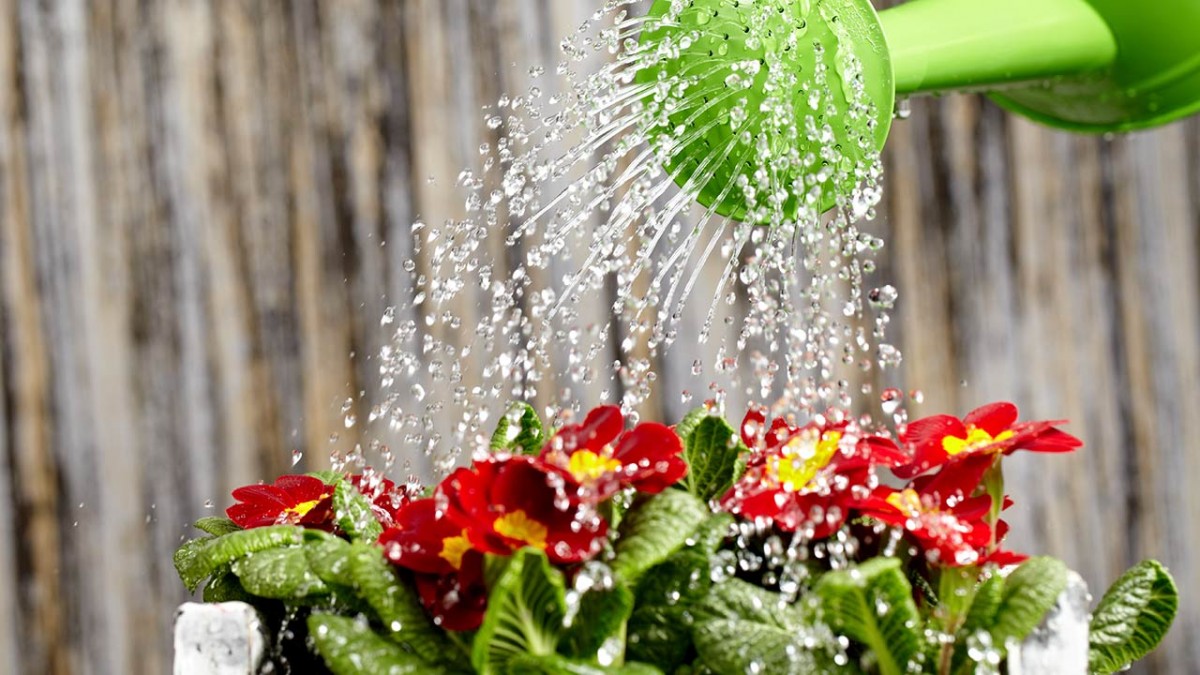 Какой водой поливать комнатные цветы?