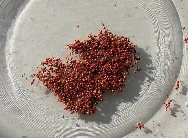 Посев семян клубники на рассаду видео