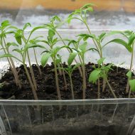 Как вырастить рассаду помидор в домашних условиях?