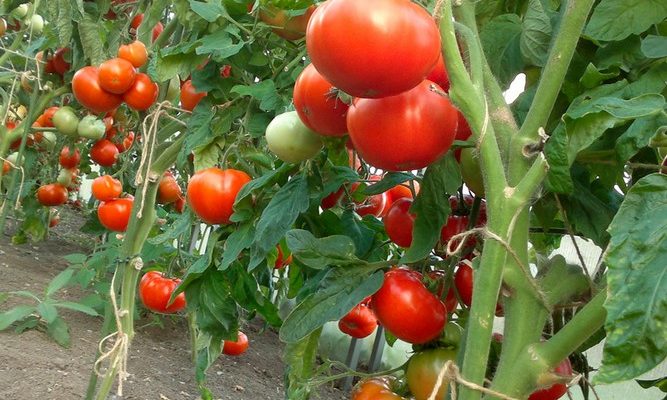 Как вырастить помидоры без рассады?