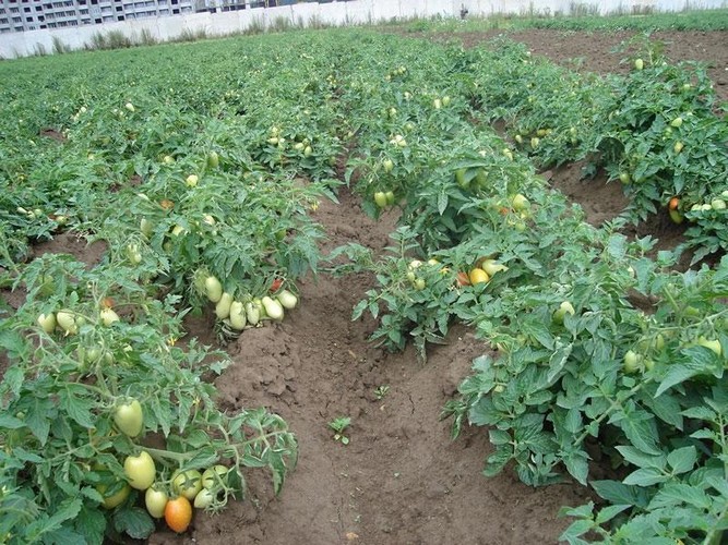 Как вырастить помидоры без рассады?